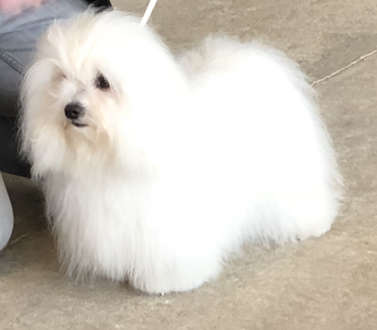 Dallas 1